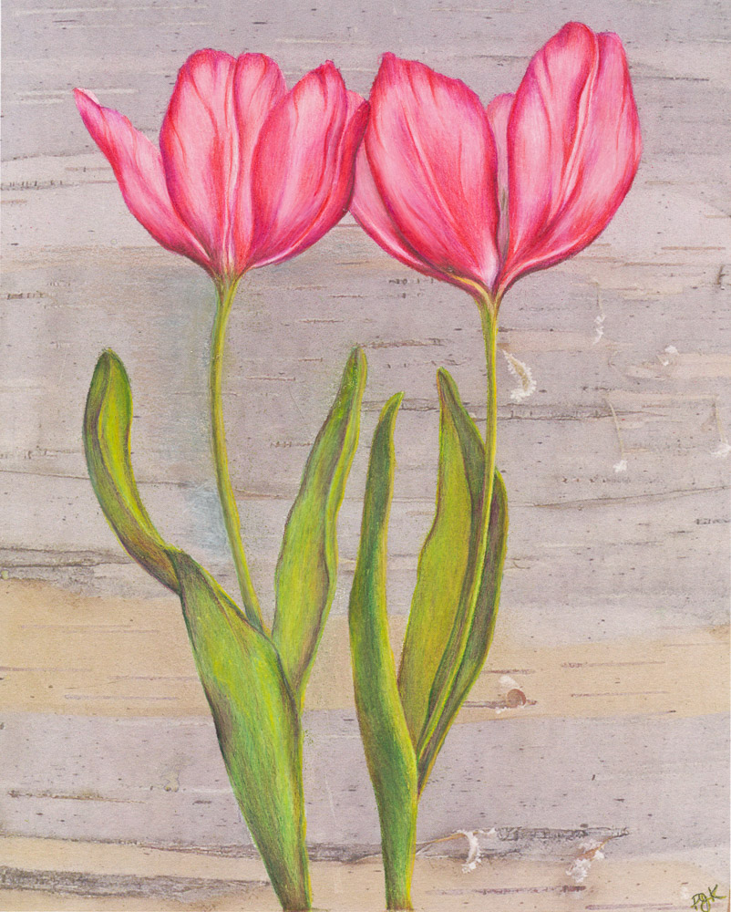 Trapp's-tulips_pencil_03_2010.jpg