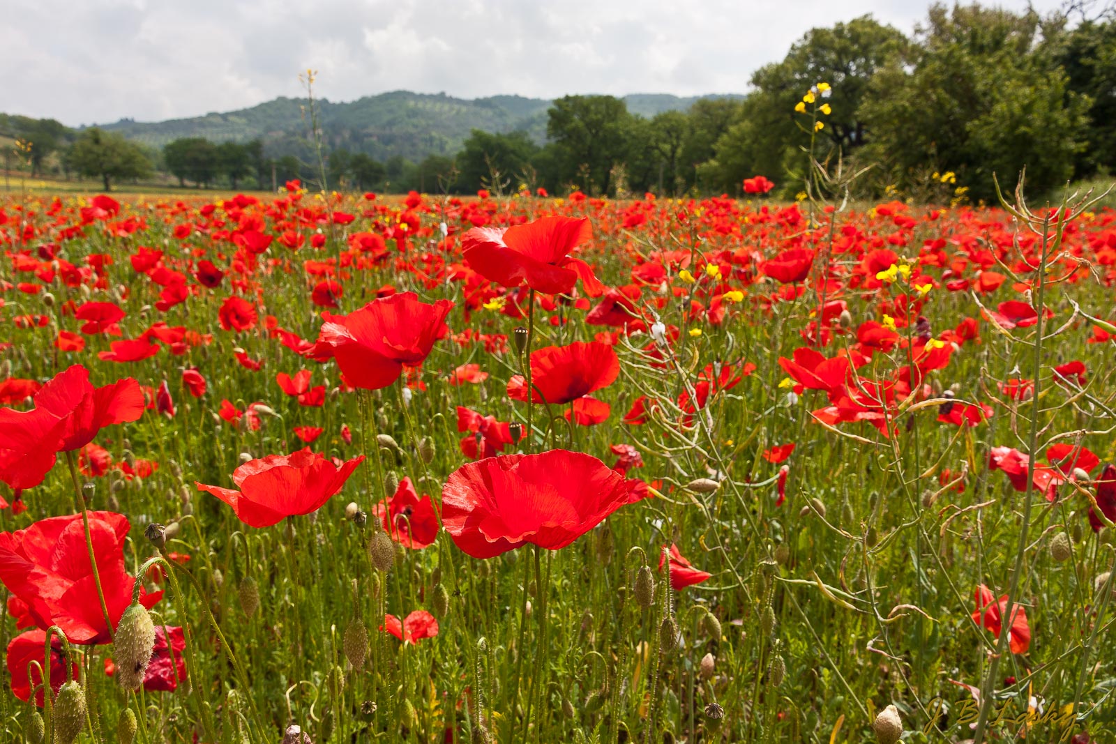 Poppies-Perugia-Italy-1340.jpg