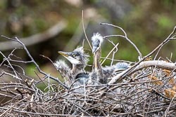 2020 Colchester Baby Herons Photos