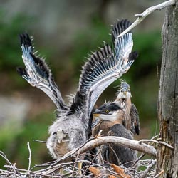 2020 Colchester Baby Herons Photos