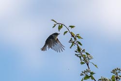 2021 Vermont Birding 