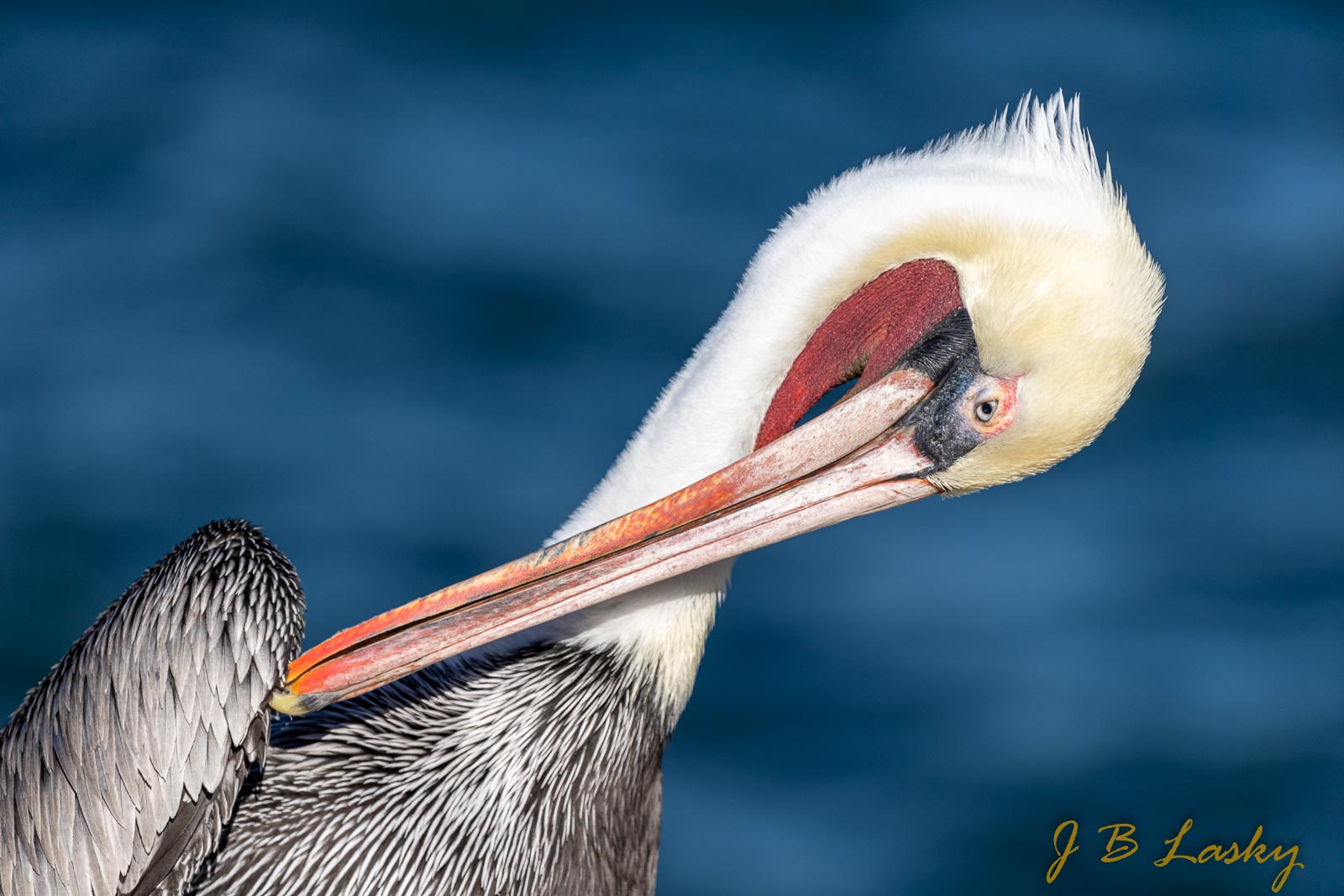 _SA10245-1.jpg