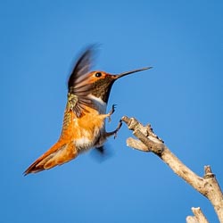 Carpinteria Birds & Sunset