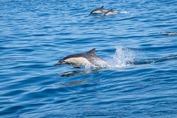 Santa Cruz dolphins whales and hiking