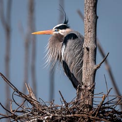 2025 Birds 2025 Birds