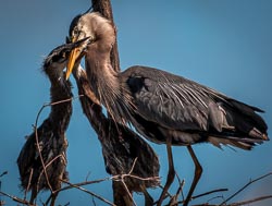 _DSC3728-DxO_DeepPRIME-3-2.jpg