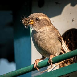 North Hero Birds