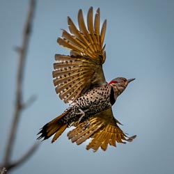 _DSC7980-DxO_DeepPRIME-3.jpg