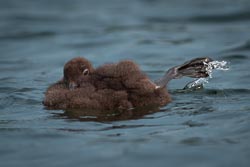 _DSC0515-DxO_DeepPRIME-3.jpg