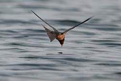 _DSC1049-DxO_DeepPRIME-3.jpg