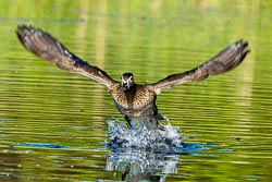 Chittenden County Birds