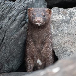 2025 Wildlife 2025 Wildlife