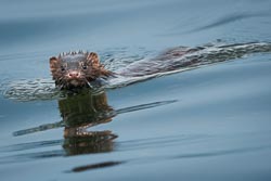 _DSC1498-DxO_DeepPRIME-3.jpg