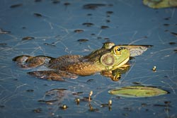 2025 Wildlife 2025 Wildlife
